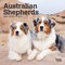 Australian Shepherds | 2026 7 x 14 Inch (Hanging) Monthly Mini Wall Calendar